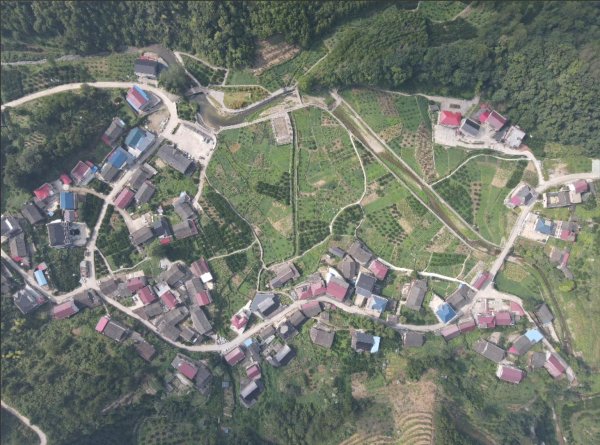1号配资 千年银杏下的安化双烟村，曾有12个年轻人随红军走向抗日战场